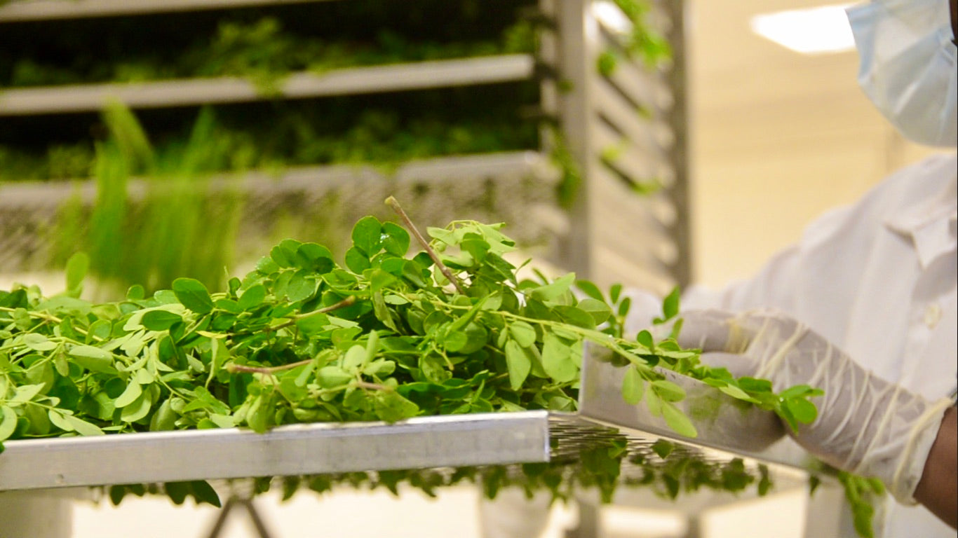 Pure POUDRE me™ de moringa bio