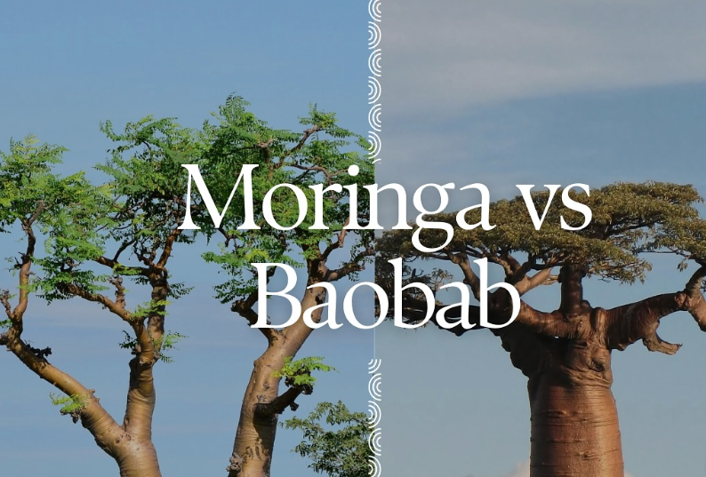 Moringa ou Baobab : quel superaliment choisir ?